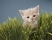 Bien accueillir et soigner son chaton