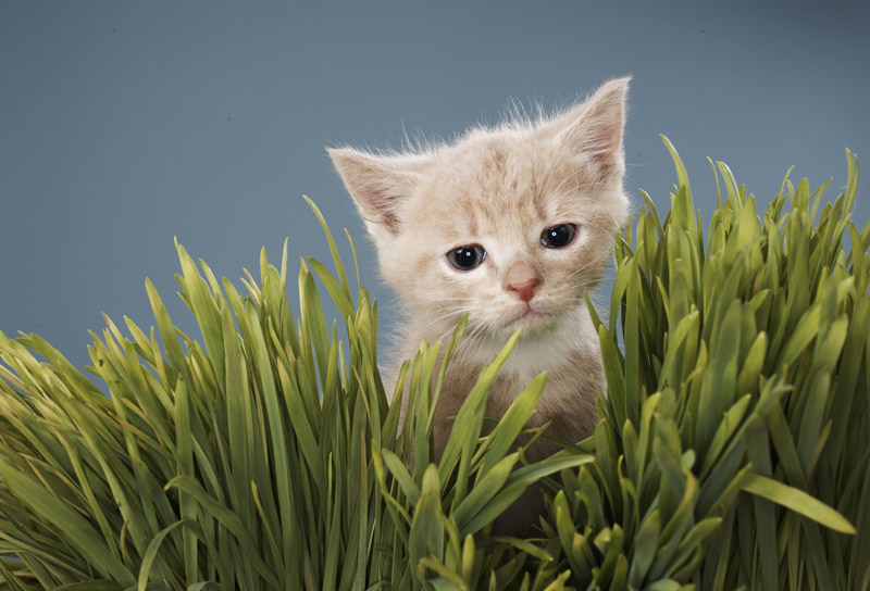 Comment bien accueillir et soigner son chaton
